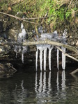 SX12282 Icicles from Ogmore River embankment.jpg